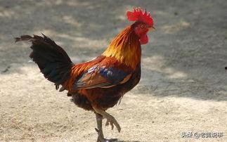 公鸡原神爆料视频大全,揭秘公鸡角色爆料视频全解析 第1张 公鸡原神爆料视频大全,揭秘公鸡角色爆料视频全解析 第1张